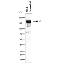 Invitrogen GLI1 Polyclonal Antibody 100 &mu;g; Unconjugated:Antibodies,