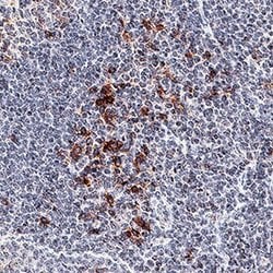 Invitrogen OX40 Polyclonal Antibody 100 &mu;g; Unconjugated:Antibodies,