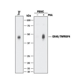 Invitrogen OX40 Polyclonal Antibody 100 &mu;g; Unconjugated:Antibodies,