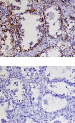 Invitrogen Kallikrein 9 Polyclonal Antibody 100 &mu;g; Unconjugated:Antibodies,