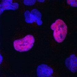 Invitrogen SOX21 Polyclonal Antibody 100 &mu;g; Unconjugated:Antibodies,