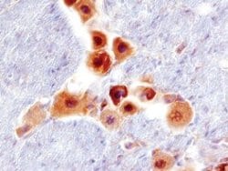 Invitrogen RGMB Polyclonal Antibody 100 &mu;g; Unconjugated:Antibodies,