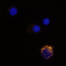 Invitrogen MIP-3 alpha Polyclonal Antibody 100 &mu;g; Unconjugated:Antibodies,