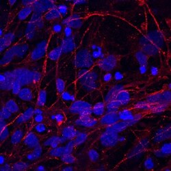 Invitrogen CADM3 Polyclonal Antibody 100 &mu;g; Unconjugated:Antibodies,