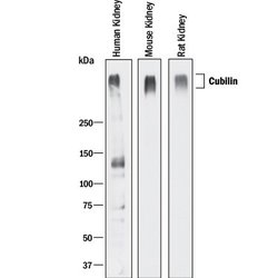Invitrogen CUBN Polyclonal Antibody 100 &mu;g; Unconjugated:Antibodies,