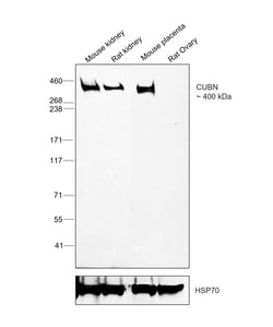 Invitrogen CUBN Polyclonal Antibody 100 &mu;g; Unconjugated:Antibodies,