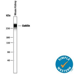 Invitrogen CUBN Polyclonal Antibody 100 &mu;g; Unconjugated:Antibodies,