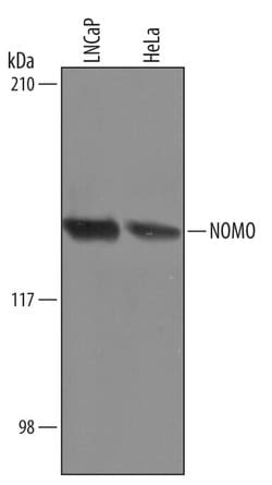 Invitrogen NOMO1 Polyclonal Antibody 100 &mu;g; Unconjugated:Antibodies,