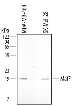 Invitrogen MAFF Polyclonal Antibody 100 &mu;g | Buy Online | Invitrogen&trade; | Fisher Scientific
