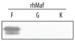 Invitrogen MAFF Polyclonal Antibody 100 &mu;g | Buy Online | Invitrogen&trade; | Fisher Scientific
