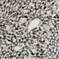 Invitrogen SERPINA6 Polyclonal Antibody 100 &mu;g; Unconjugated:Antibodies,