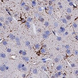 Invitrogen PLXNA3 Polyclonal Antibody 100 &mu;g; Unconjugated:Antibodies,
