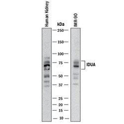 Invitrogen IDUA Polyclonal Antibody 100 &mu;g; Unconjugated:Antibodies,