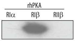 Invitrogen PRKAR1B Polyclonal Antibody 100 &mu;g | Buy Online | Invitrogen&trade; | Fisher Scientific