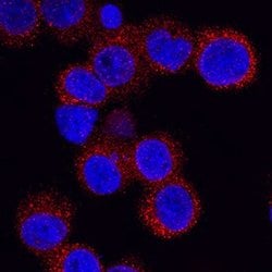 Invitrogen ITLN1 Polyclonal Antibody 100 &mu;g; Unconjugated:Antibodies,