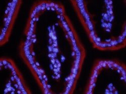 Invitrogen ITLN1 Polyclonal Antibody 100 &mu;g; Unconjugated:Antibodies,