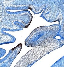 Invitrogen PLUNC Polyclonal Antibody 100 &mu;g; Unconjugated:Antibodies,