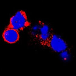 Invitrogen GFR alpha-2 Polyclonal Antibody 100 &mu;g; Unconjugated:Antibodies,