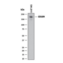 Invitrogen CD109 Polyclonal Antibody 100 &mu;g; Unconjugated:Antibodies,
