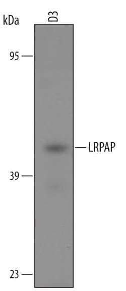 RAP Polyclonal Antibody:Antibodies, Polyclonal