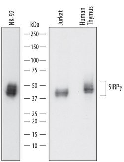 Invitrogen SIRP gamma Polyclonal Antibody 100 &mu;g; Unconjugated:Antibodies,