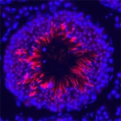 Invitrogen ESGP Polyclonal Antibody 100 &mu;g; Unconjugated:Antibodies,
