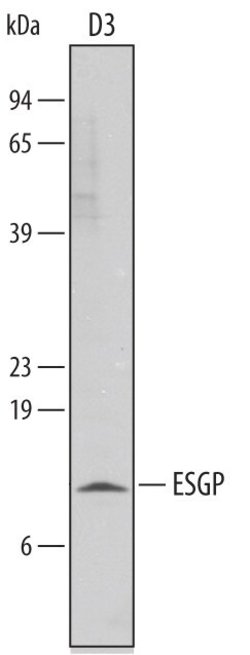 Invitrogen ESGP Polyclonal Antibody 100 &mu;g; Unconjugated:Antibodies,