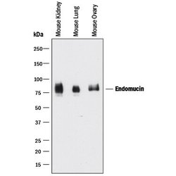 Invitrogen Endomucin Polyclonal Antibody 100 &mu;g; Unconjugated:Antibodies,
