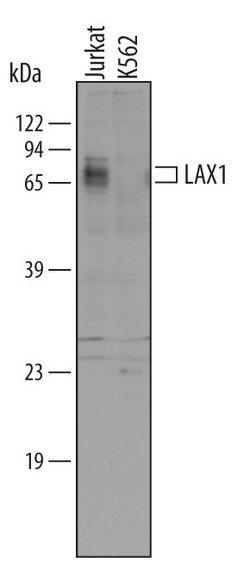 Invitrogen LAX1 Polyclonal Antibody 100 &mu;g | Buy Online | Invitrogen&trade; | Fisher Scientific