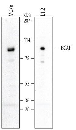 Invitrogen PIK3AP1 Polyclonal Antibody 100 &mu;g; Unconjugated:Antibodies,