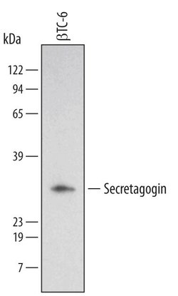 Invitrogen SCGN Polyclonal Antibody 100 &mu;g; Unconjugated:Antibodies,