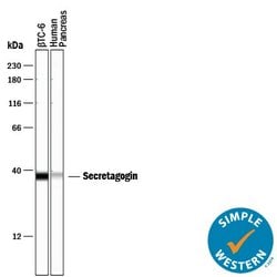 Invitrogen SCGN Polyclonal Antibody 100 &mu;g; Unconjugated:Antibodies,