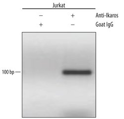 Invitrogen IKAROS Polyclonal Antibody 100 &mu;g; Unconjugated:Antibodies,