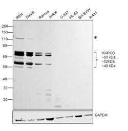 Invitrogen IKAROS Polyclonal Antibody 100 &mu;g; Unconjugated:Antibodies,