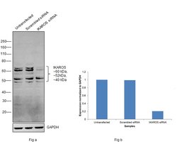 Invitrogen IKAROS Polyclonal Antibody 100 &mu;g; Unconjugated:Antibodies,