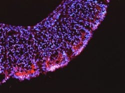 Invitrogen LRRN1 Polyclonal Antibody 100 &mu;g; Unconjugated:Antibodies,