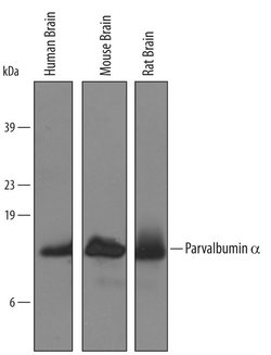 Invitrogen Parvalbumin Polyclonal Antibody 100 &mu;g; Unconjugated:Antibodies,