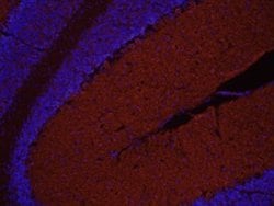 Invitrogen PCDHA1 Polyclonal Antibody 100 &mu;g; Unconjugated:Antibodies,