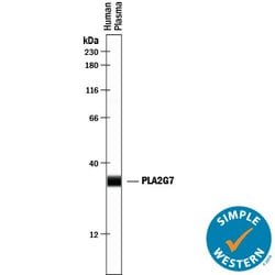 Invitrogen PLA2G7 Polyclonal Antibody 100 &mu;g; Unconjugated:Antibodies,