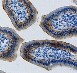 Invitrogen ENPP7 Polyclonal Antibody 100 &mu;g; Unconjugated:Antibodies,