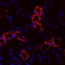 Invitrogen&trade;&nbsp;Uromodulin Polyclonal Antibody