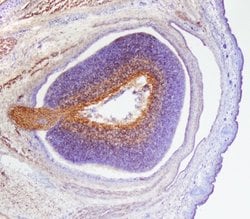 Invitrogen CD100 Polyclonal Antibody 100 &mu;g; Unconjugated:Antibodies,