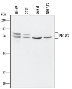 Invitrogen PLCD3 Polyclonal Antibody 100 &mu;g; Unconjugated:Antibodies,