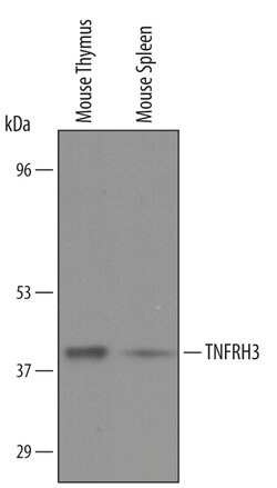 Invitrogen TNFRH3 Polyclonal Antibody 100 &mu;g; Unconjugated:Antibodies,