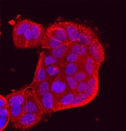 Invitrogen PCDH8 Polyclonal Antibody 100 &mu;g; Unconjugated:Antibodies,