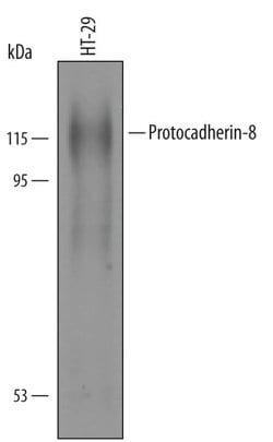Invitrogen PCDH8 Polyclonal Antibody 100 &mu;g; Unconjugated:Antibodies,