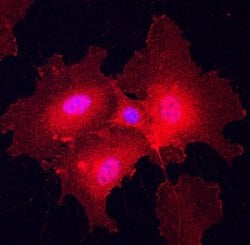 Invitrogen Plexin A2 Polyclonal Antibody 100 &mu;g; Unconjugated:Antibodies,