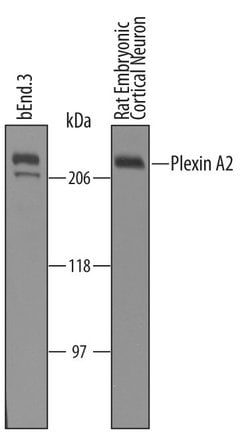 Invitrogen Plexin A2 Polyclonal Antibody 100 &mu;g; Unconjugated:Antibodies,