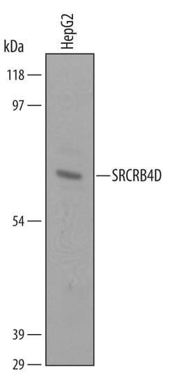 Invitrogen SRCRB4D Polyclonal Antibody 100 &mu;g; Unconjugated:Antibodies,