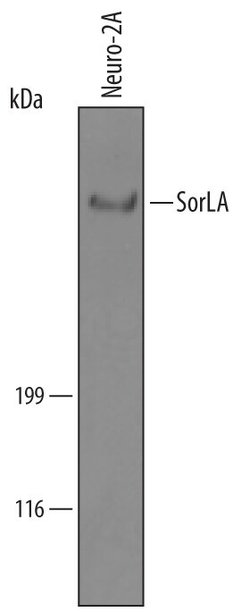 Invitrogen SORL1 Polyclonal Antibody 100 &mu;g; Unconjugated:Antibodies,